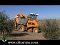 Recolección de aceituna arbequina con cosechadora de olivo Recolección de aceituna arbequina con cosechadora de olivo