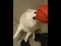 Wall-E tug war