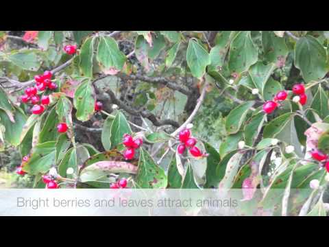 how to fertilize dogwoods
