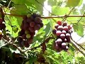 Uvas Isabel.flv
