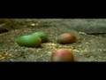 La Vieja de los Mangos (Cortometraje Venezolano)