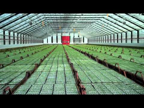 how to fertilize austrian pines