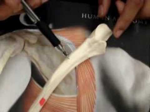 Humananatomy361 Ulna