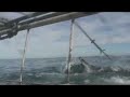 Aggressive Great White Sharks, South Africa Aggressive Great White Sharks, South Africa