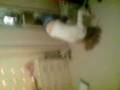 Geena+Boo headstaaand!