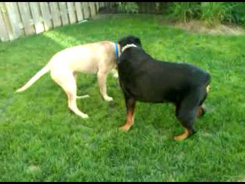 bullmastiff