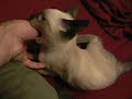 Vicious Attack Cat