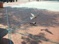 The Pigeon Dance of Luuuurve