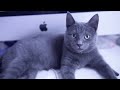 Russian Blue