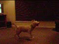 Spyda the bull terrier
