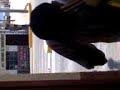 en el ciber de miau en el ciber de miau