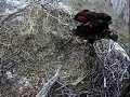 Gulliver/ K-62 Sings and Trills for his Crunchy Supper