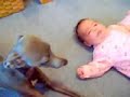 Bebe vs Perro