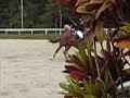 Hipismo, Manaus!