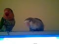 mario & lua mimitos Agapornis fischer