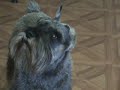 Figo el Schnauzer más guapo Figo el Schnauzer más guapo