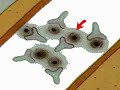 how-the-body-works-the-immune-mechanism.html