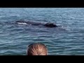 Baleine.m4v