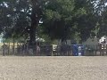 HOLLYWOOD-SUPER NICE HEAD HORSE