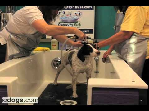 3 step dog grooming basics