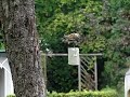 vetbol aerodynamica: boomklever arriveert