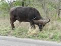 videos de Buffalo at Kruger Park