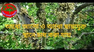 আধো আলো আধো ছায়াতে জন্মে লটকন ফল