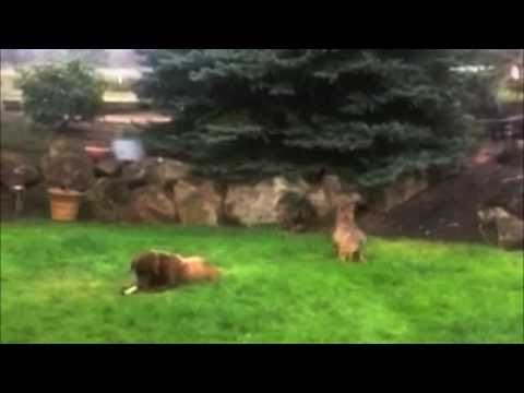 Coyote Stalks & Attacks Big Dog — FUNNY!