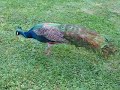 Peacock Video Clip Peacock Video Clip