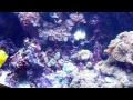 Fishbone's Aquarium using my Panasonic DMC-FZ28.wmv