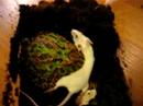 My Ornate Horned Frog Strikes Again!