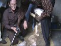 True Vineyard Ministries - Sheep Shearing in Rwanda - 2