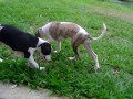 Fly (male) Whippet &  puppy CHARA