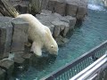 Polar bears