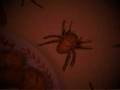 videos de potato tarantula-15 sec version