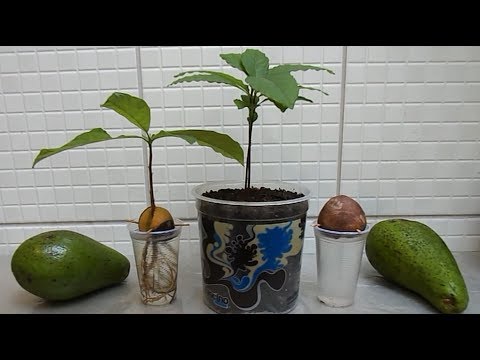 video-linktoworks-HOW TO GROW AVOCADO TREE FROM SEED