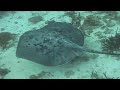 Diving The Maldives - Episode Two