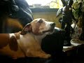 Jolly Chien parle animaux