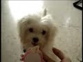 Cheddie plays fetch..
