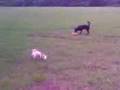 videos de Crazy Egg und Spike