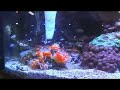 Maintaining A Saltwater Aquarium The Easy Way Segment
