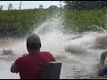 ataque de onça pintada no rio araguaia 2008