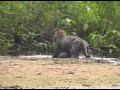ataque de onça pintada no rio paraguai 2008