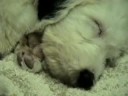 Jasper the Old English Sheepdog Puppy Sleeping REM