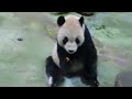 20201121 遊客爆棚玻璃霧 團團吃冰模糊錄(永懷團團之327) Giant Panda Tuan Tuan