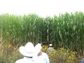 Pasto Maralfalfa Teul.MPG
