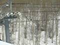 videos de A Black Bear visits the 2008 Audi Birds of Prey