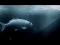 Comercial reciclaje - supermercados Wong - Pescadito