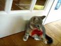 videos de Growling Kitten