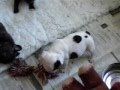 Bulldog Francés video